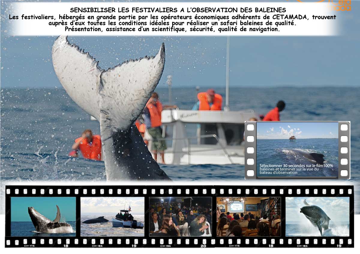 Observation des baleines